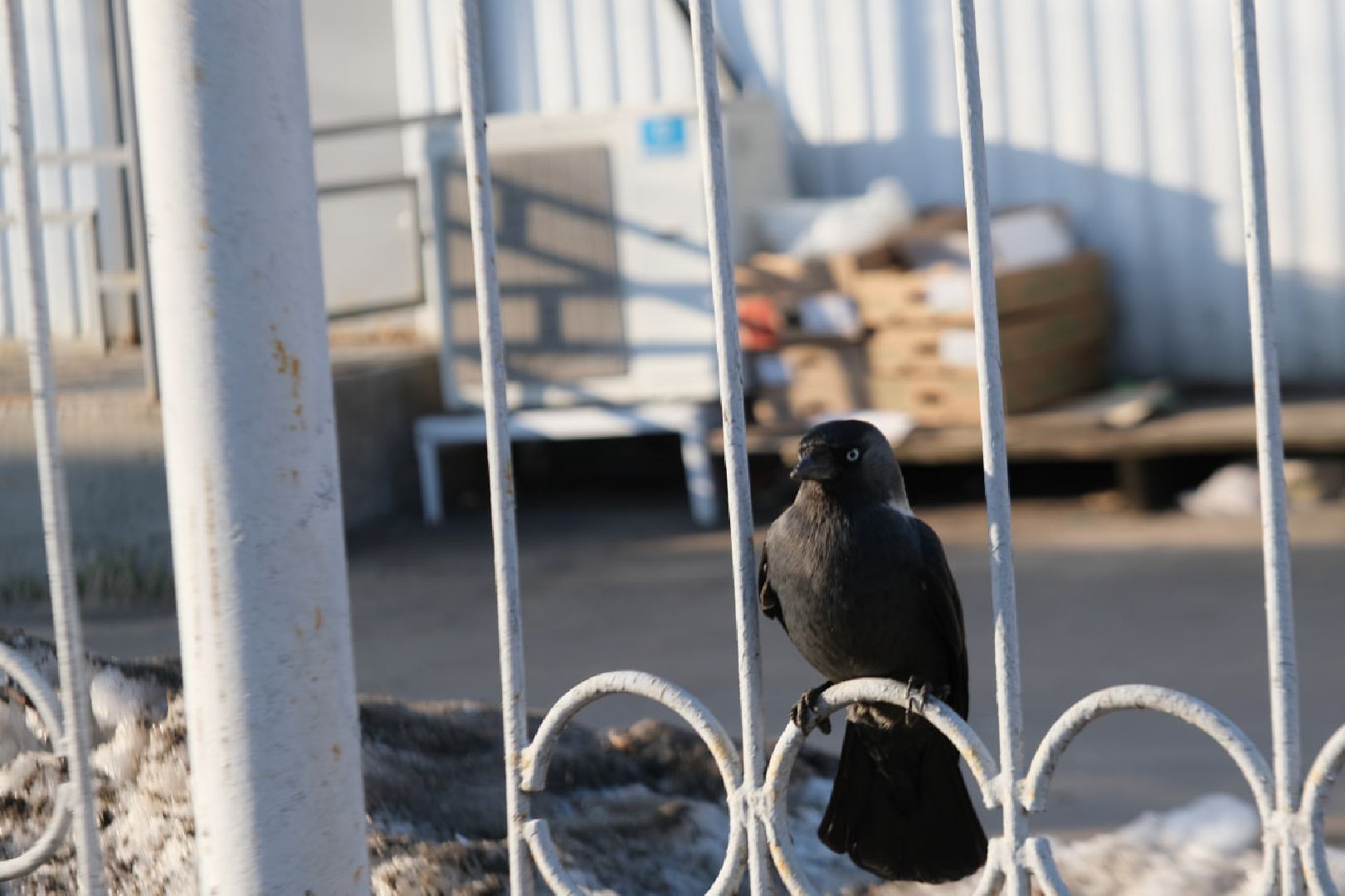 пущино, серпухов, экология, птицы подмосковья,