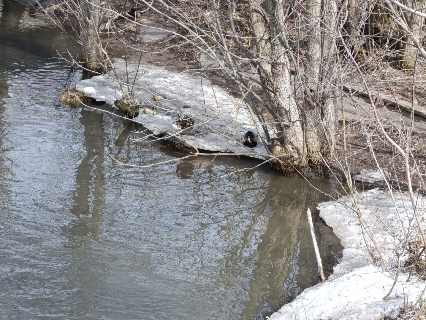 пущино, серпухов, экология, птицы подмосковья,