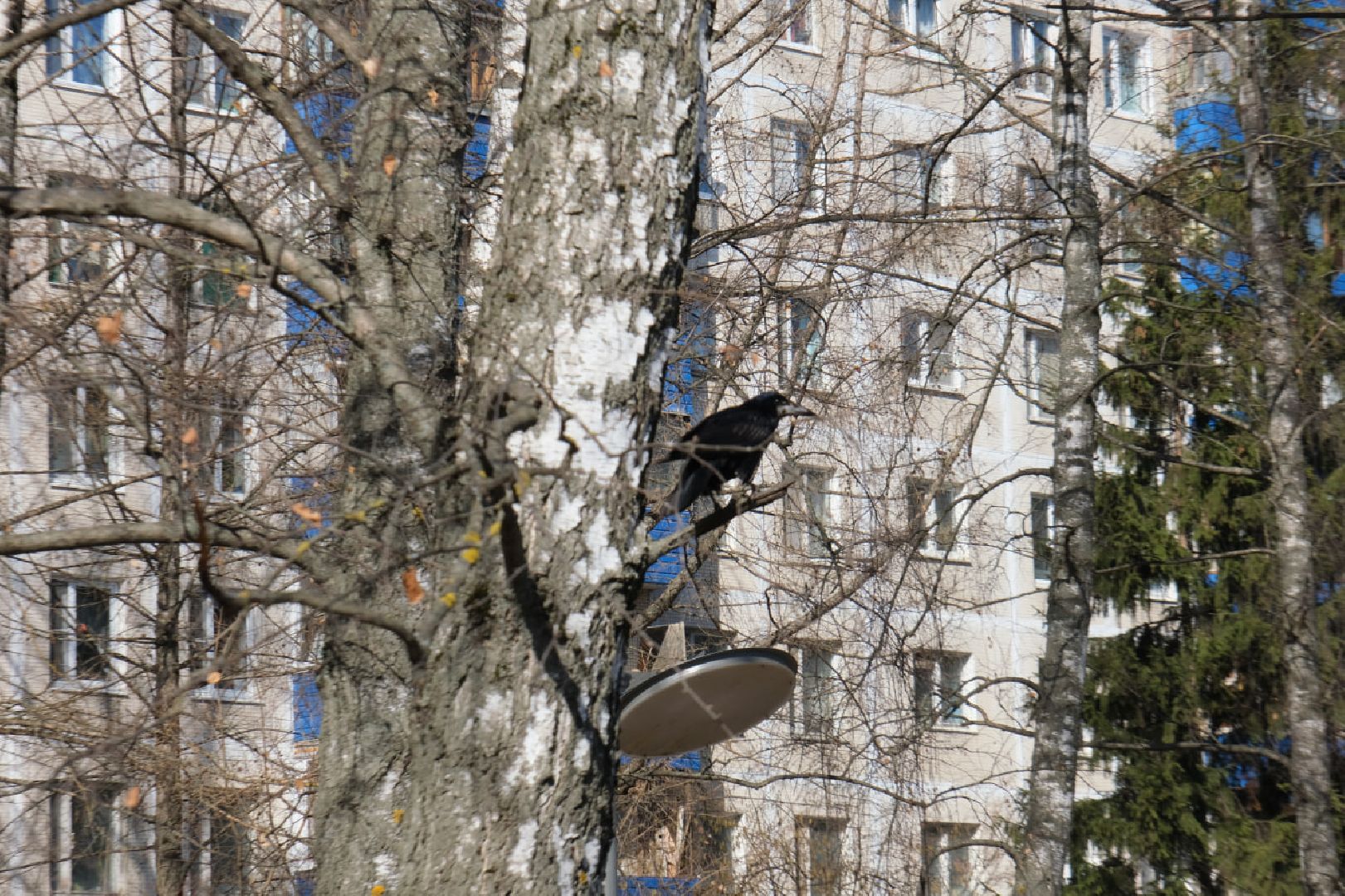 пущино, серпухов, экология, птицы подмосковья,