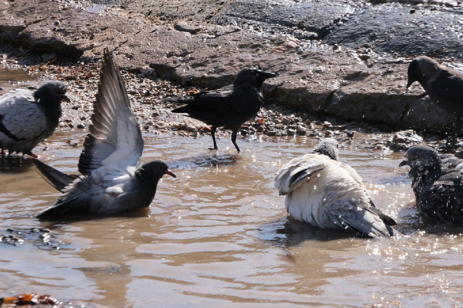 пущино, серпухов, экология, птицы подмосковья,
