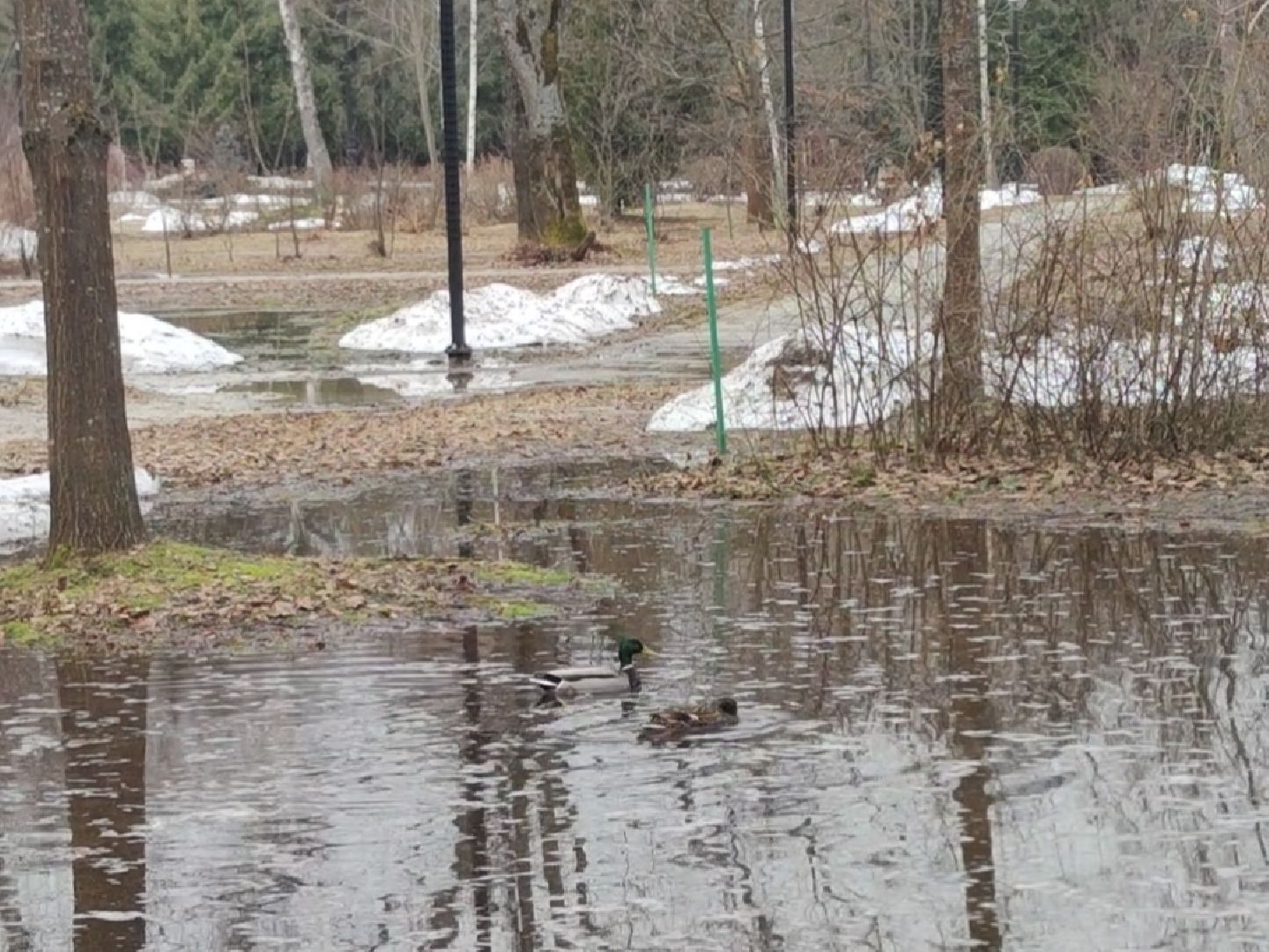 Парк, Утки, Птицы, Весна, Дубна, Благоустройство,