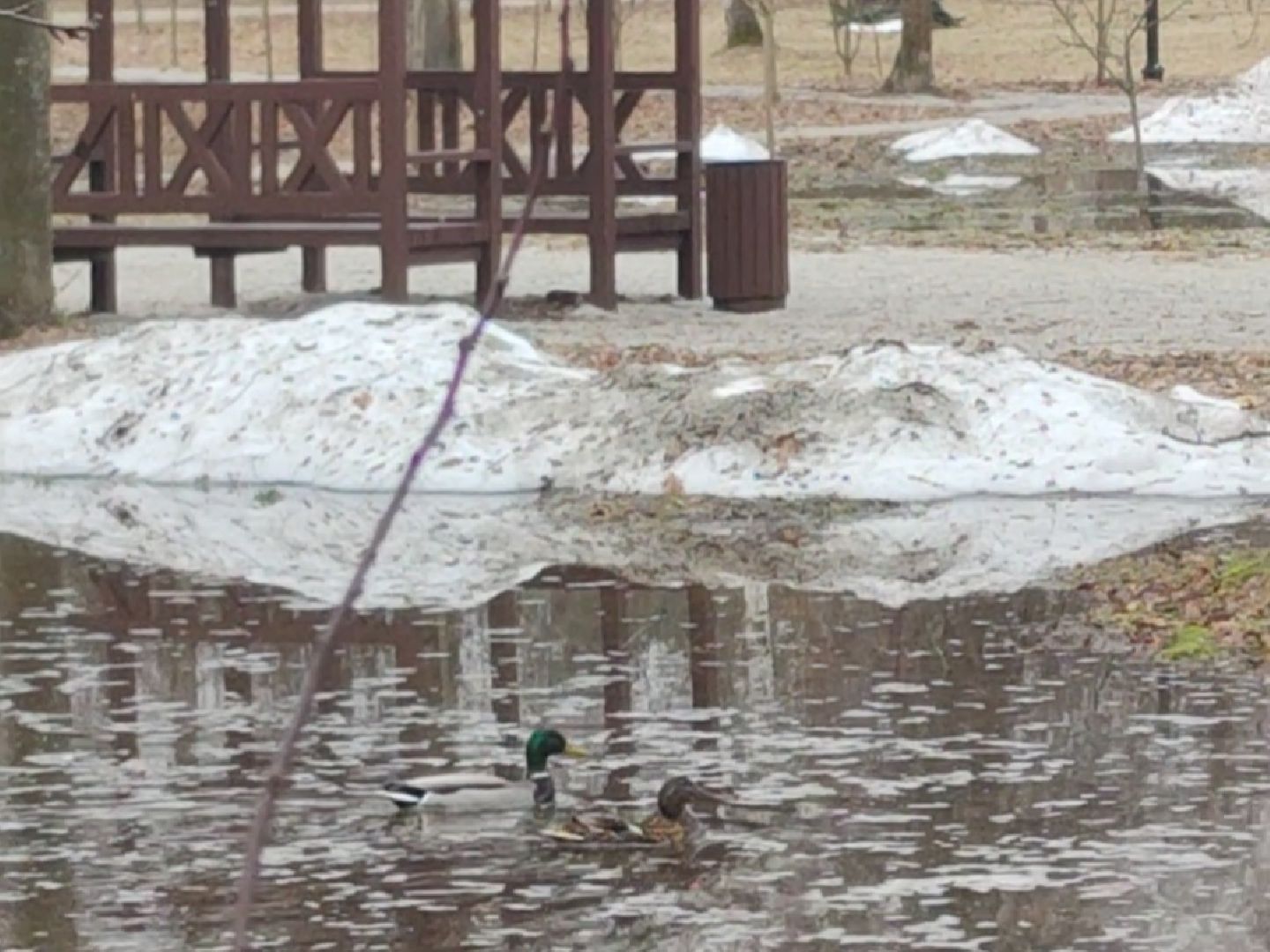 Парк, Утки, Птицы, Весна, Дубна, Благоустройство,