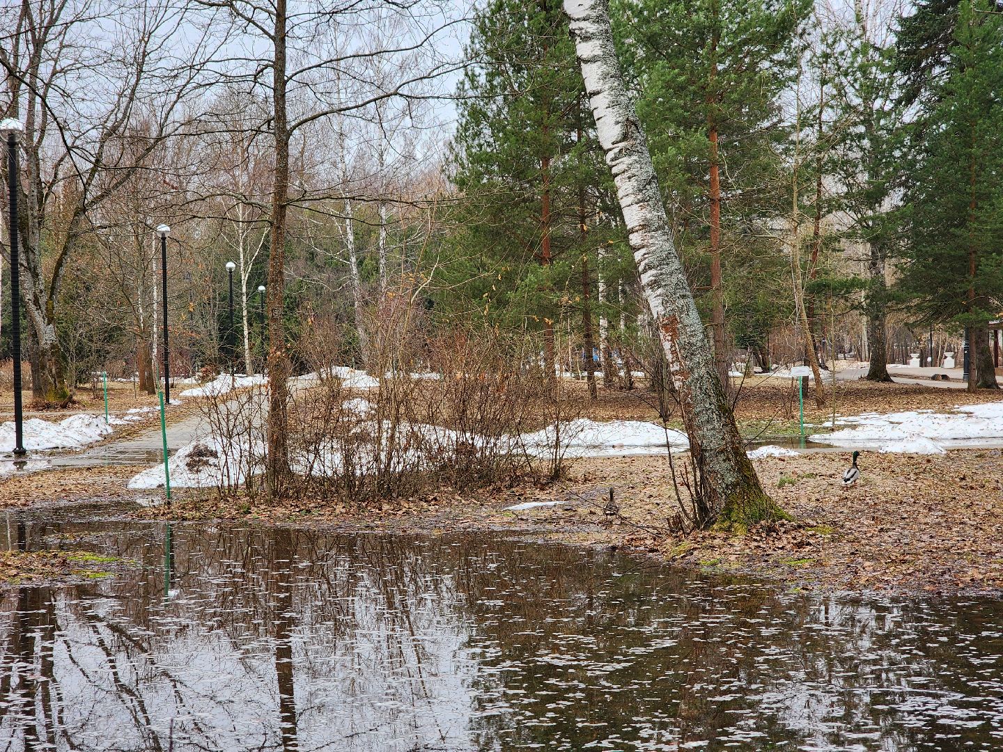 Парк, Утки, Птицы, Весна, Дубна, Благоустройство,