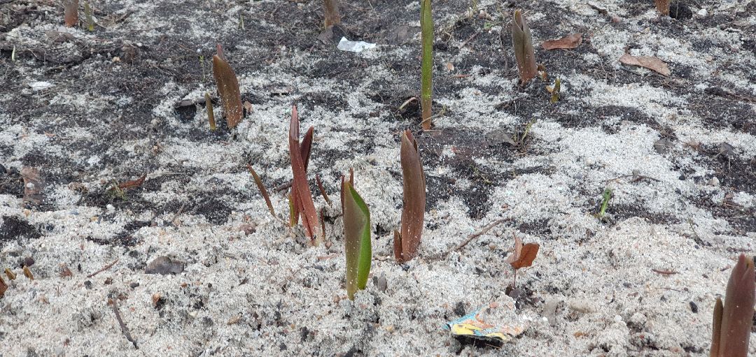 озеленение, Дзержинский, клумбы, высадка кустарников
