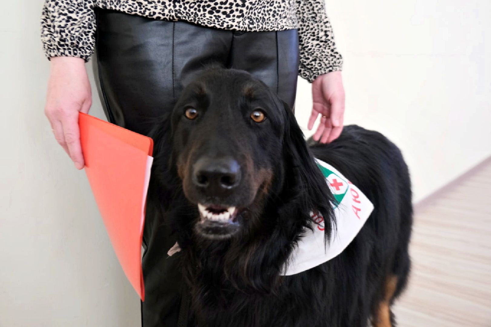 пущино, серпухов, аутизм, болезнь, дети, животные, собаки, лечение,