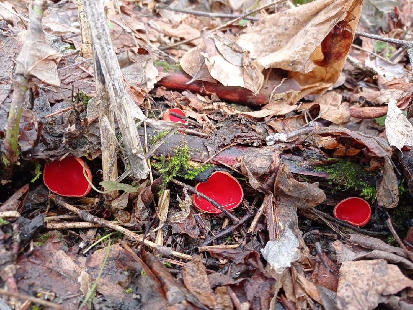 пущино, экологи, серпухов, грибы, природа,