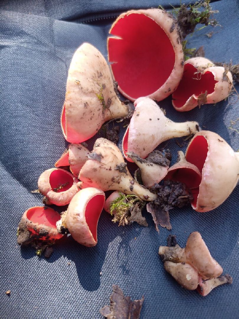 пущино, экологи, серпухов, грибы, природа,