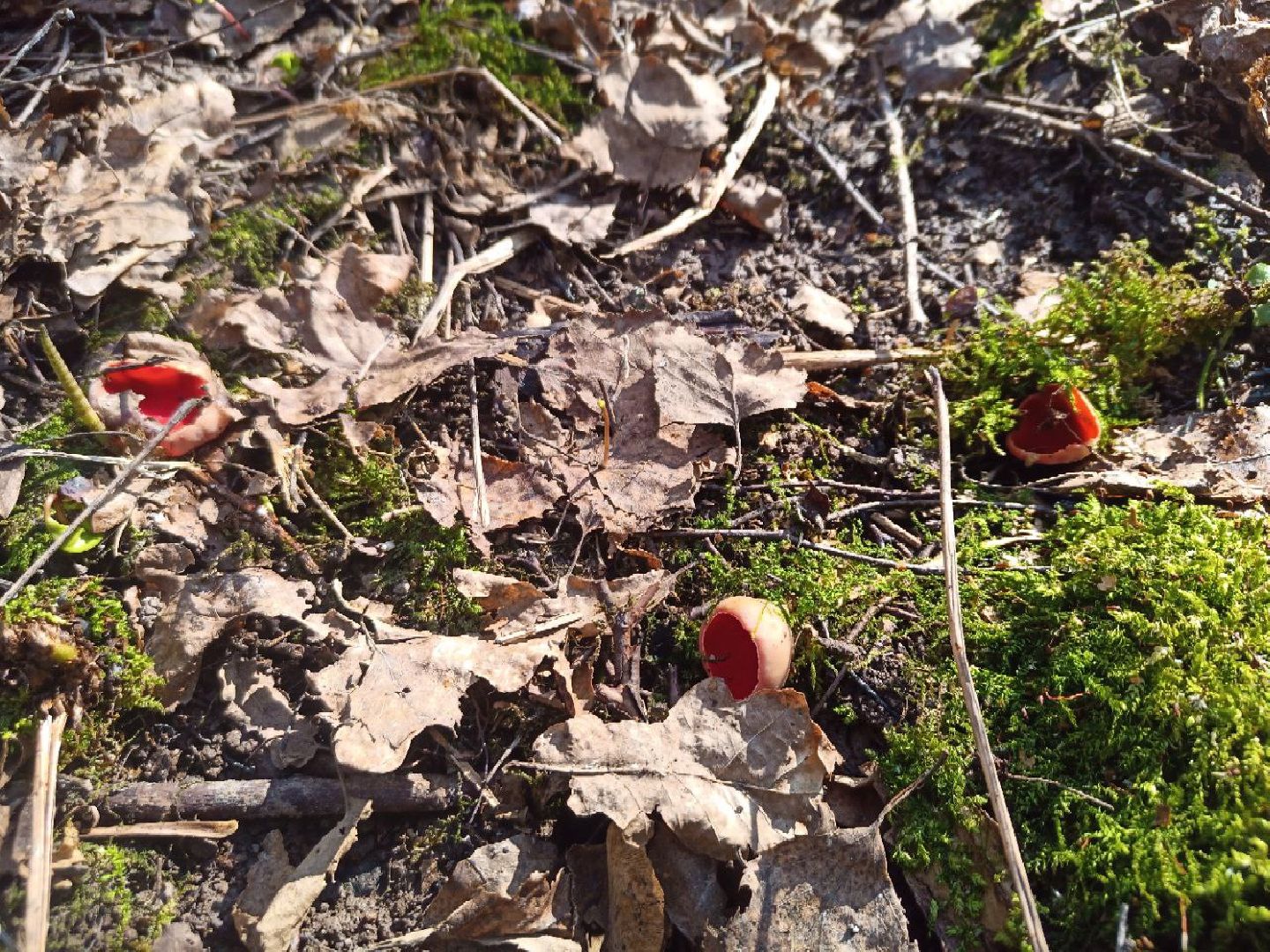 пущино, экологи, серпухов, грибы, природа,