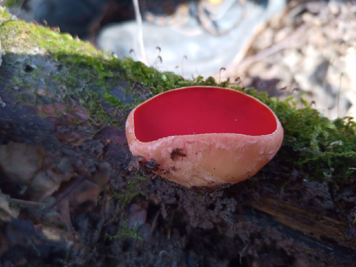 пущино, экологи, серпухов, грибы, природа,