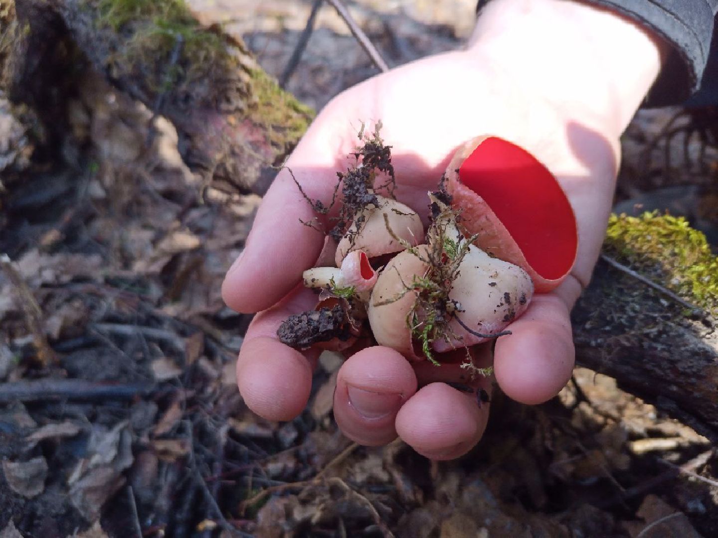 пущино, экологи, серпухов, грибы, природа,