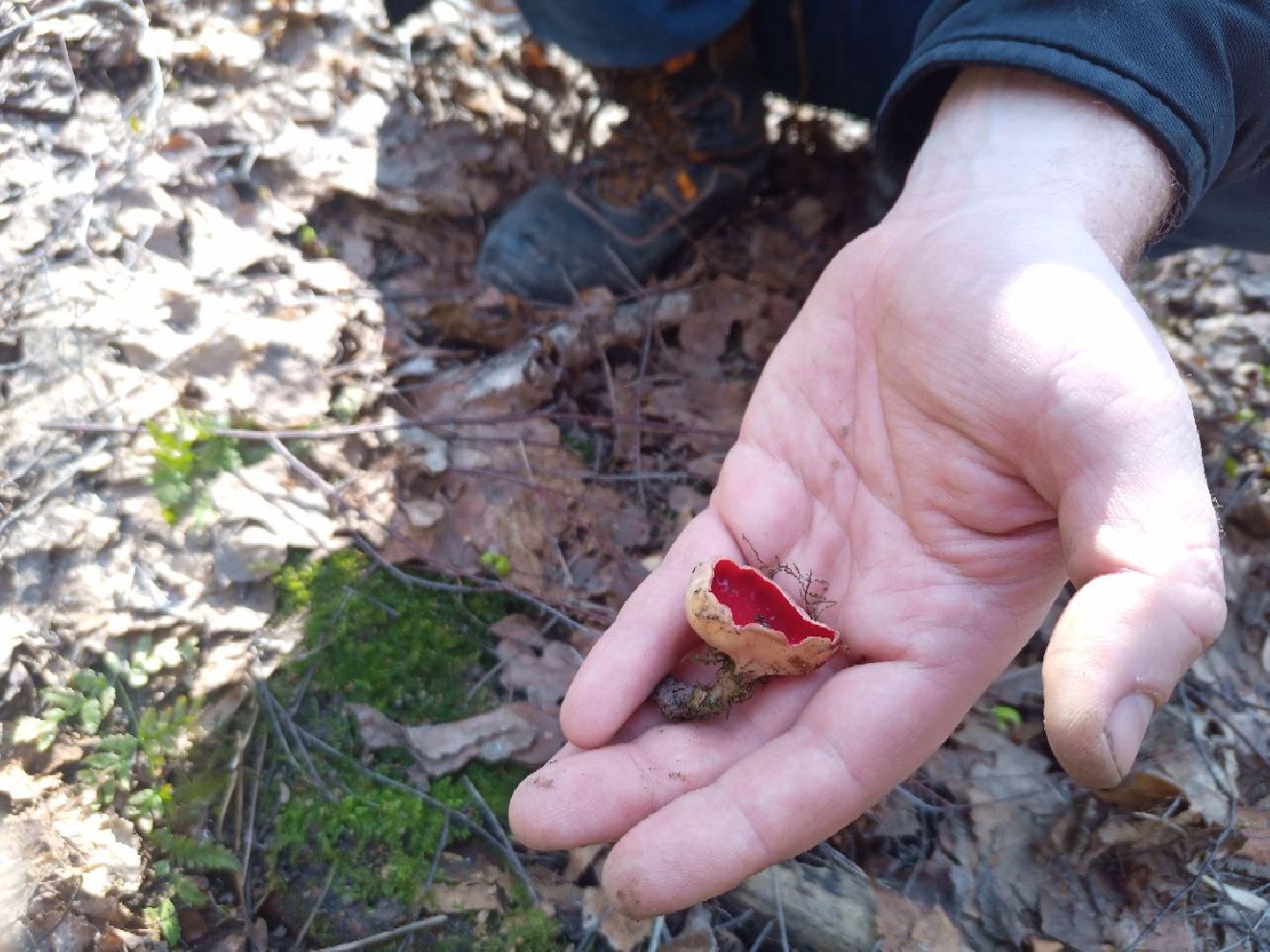 пущино, экологи, серпухов, грибы, природа,