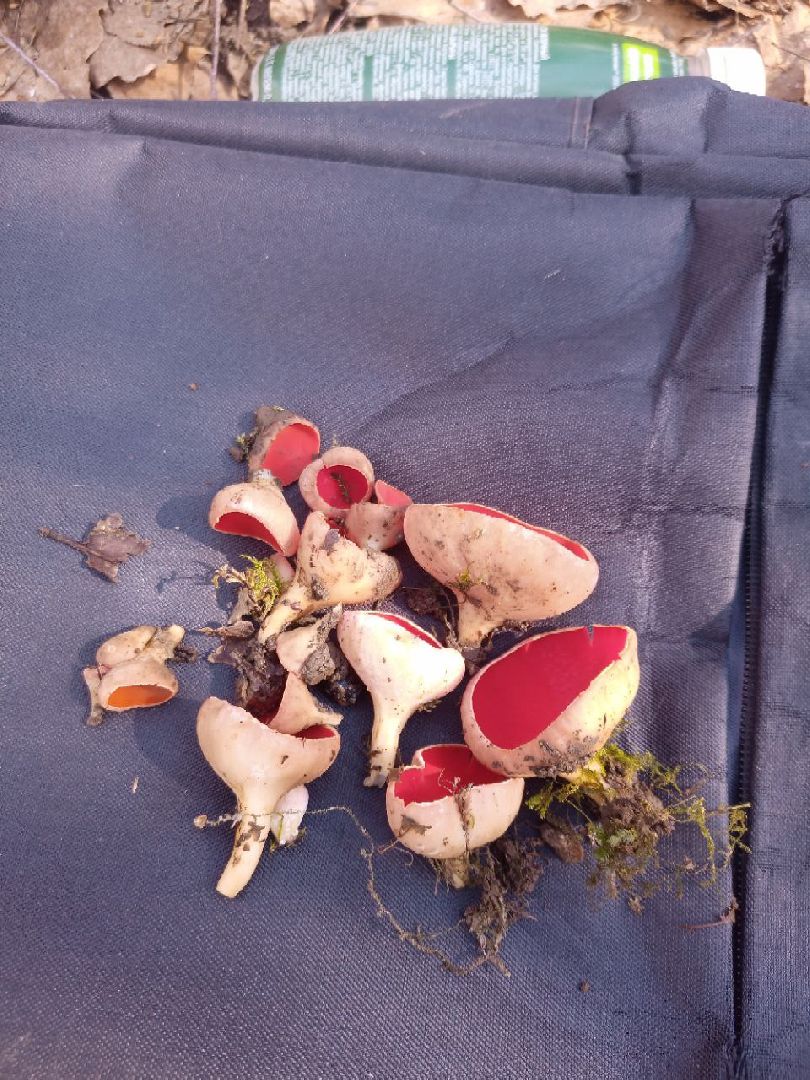 пущино, экологи, серпухов, грибы, природа,