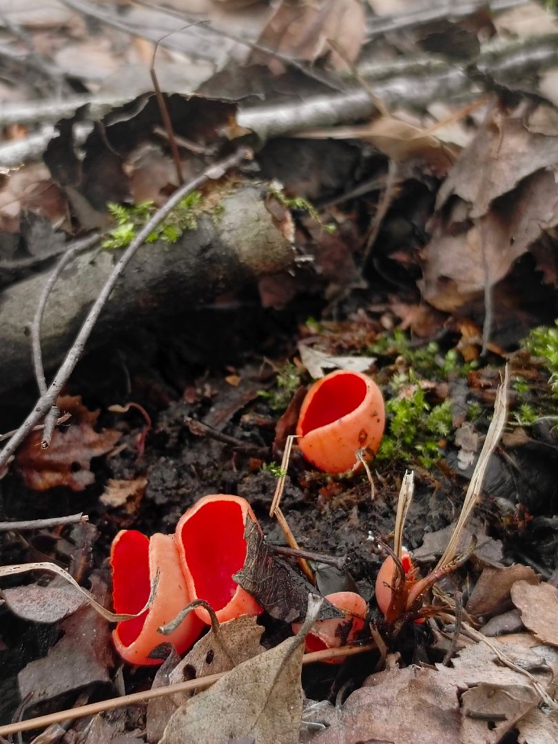 пущино, экологи, серпухов, грибы, природа,