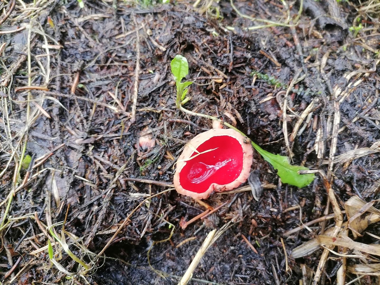 пущино, экологи, серпухов, грибы, природа,