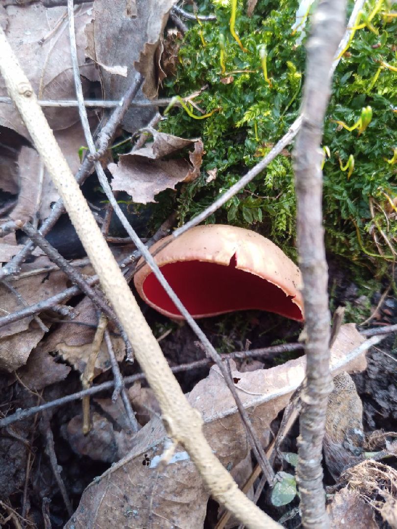 пущино, экологи, серпухов, грибы, природа,