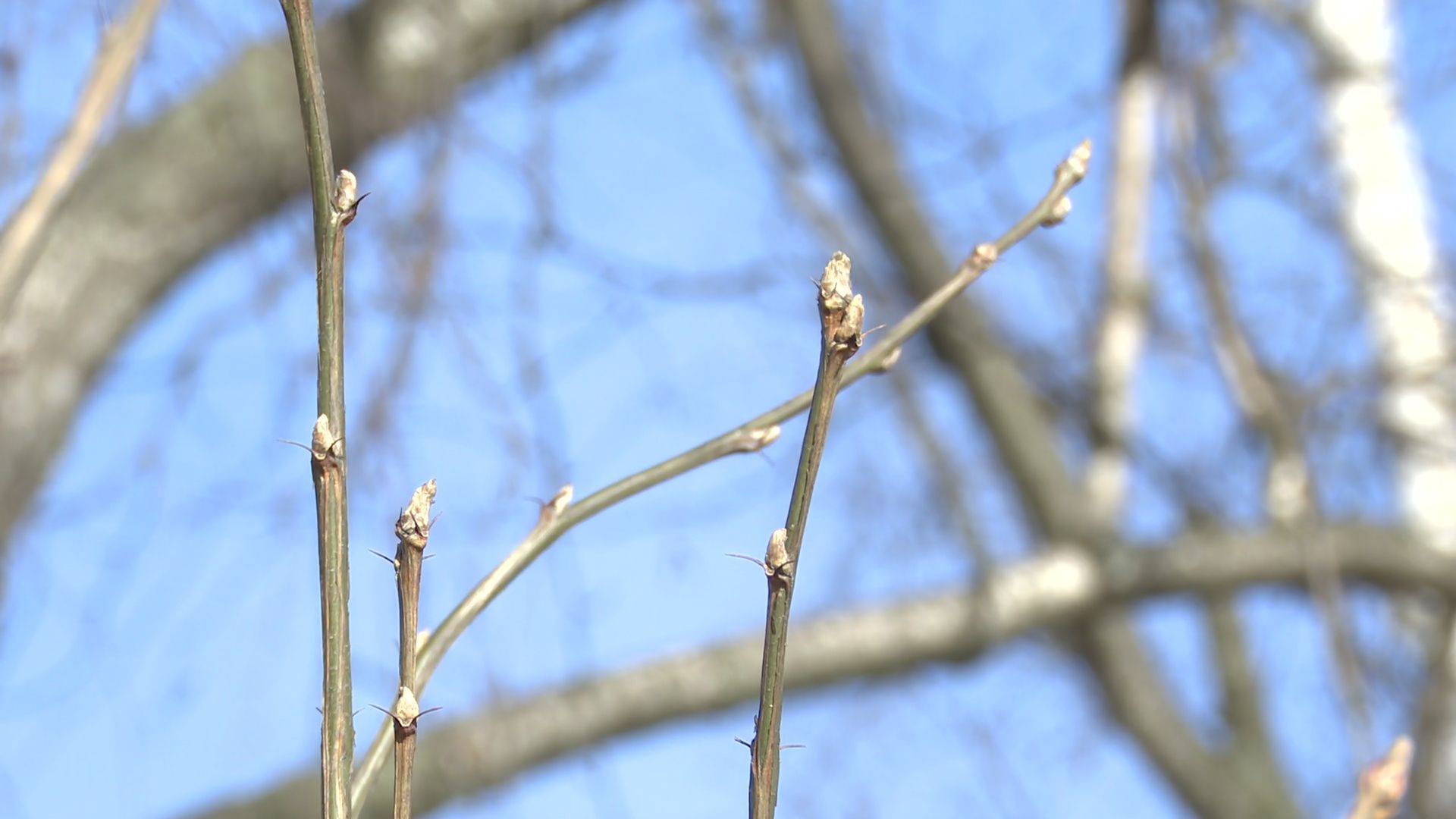 Реутов, парк, Фабричный пруд, огари, утки, кормление, возвращение пернатых,