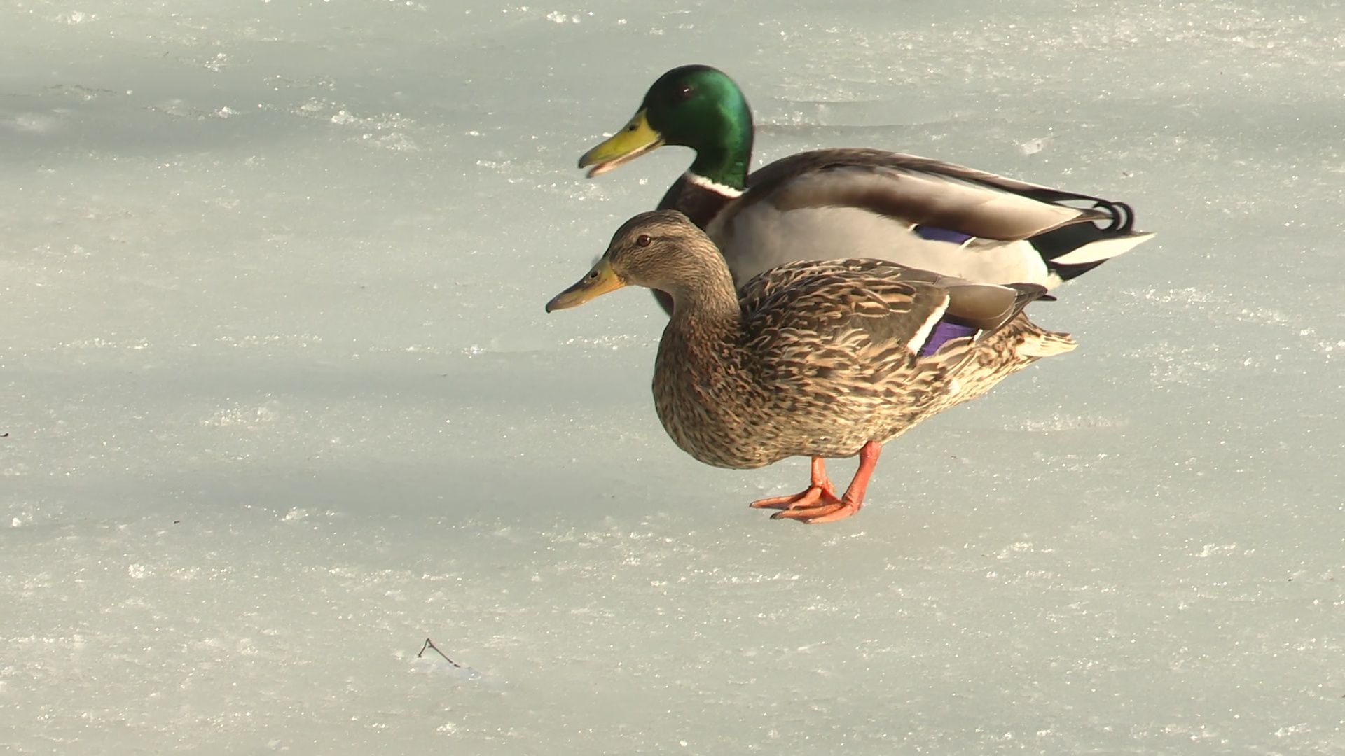 Реутов, парк, Фабричный пруд, огари, утки, кормление, возвращение пернатых,