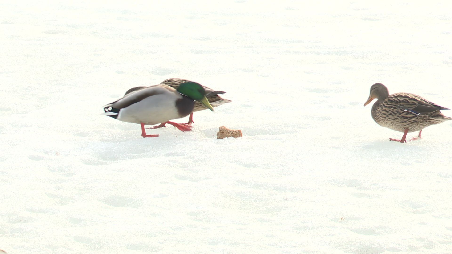 Реутов, парк, Фабричный пруд, огари, утки, кормление, возвращение пернатых,