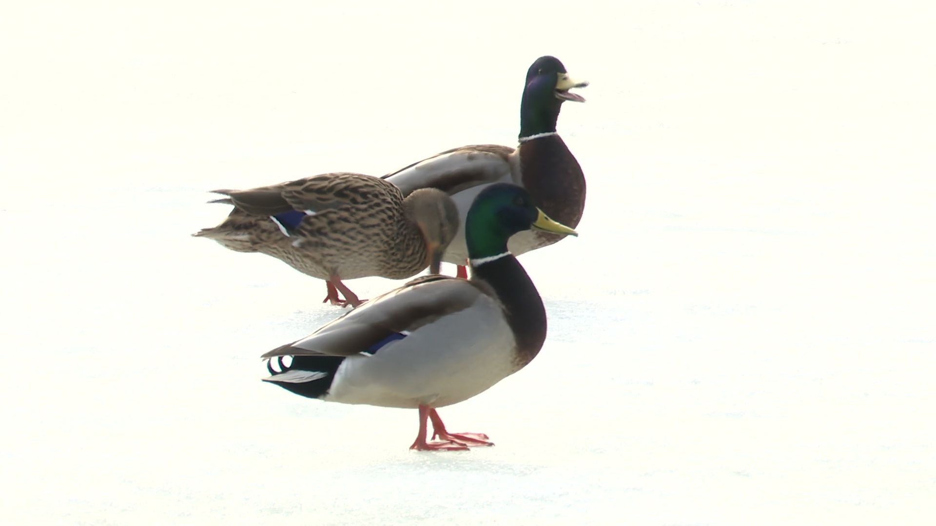 Реутов, парк, Фабричный пруд, огари, утки, кормление, возвращение пернатых,