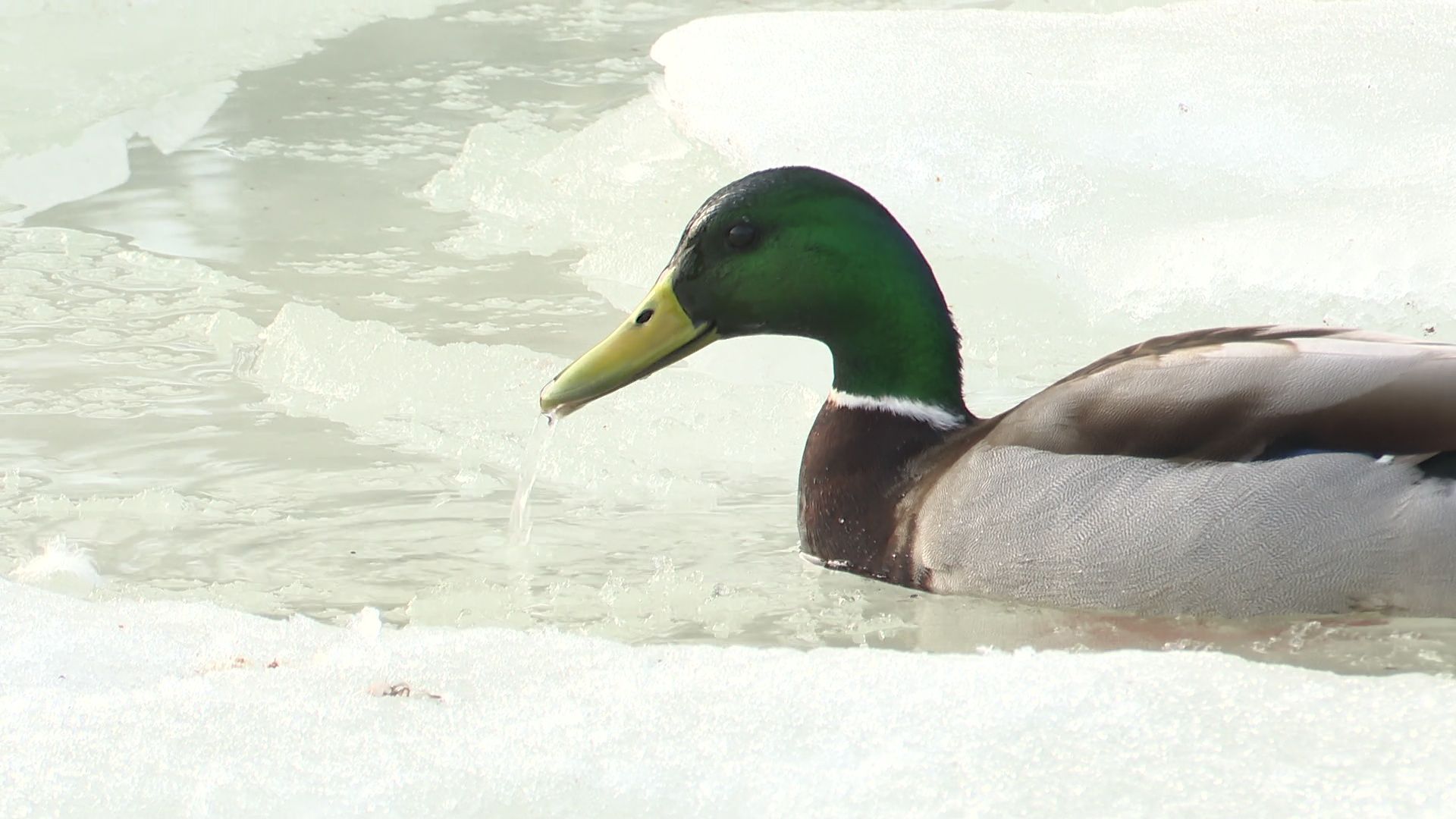 Реутов, парк, Фабричный пруд, огари, утки, кормление, возвращение пернатых,