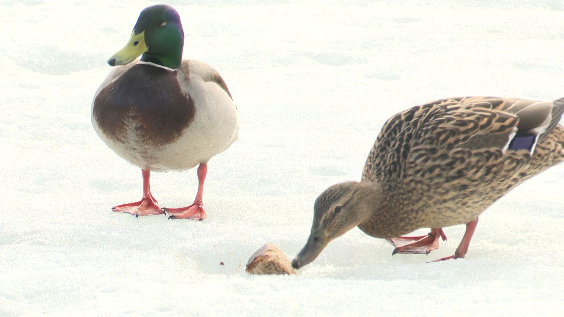 Реутов, парк, Фабричный пруд, огари, утки, кормление, возвращение пернатых,