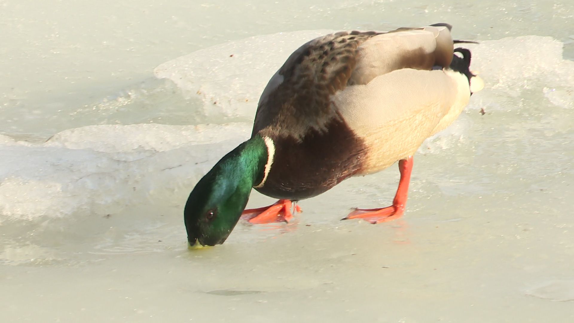 Реутов, парк, Фабричный пруд, огари, утки, кормление, возвращение пернатых,