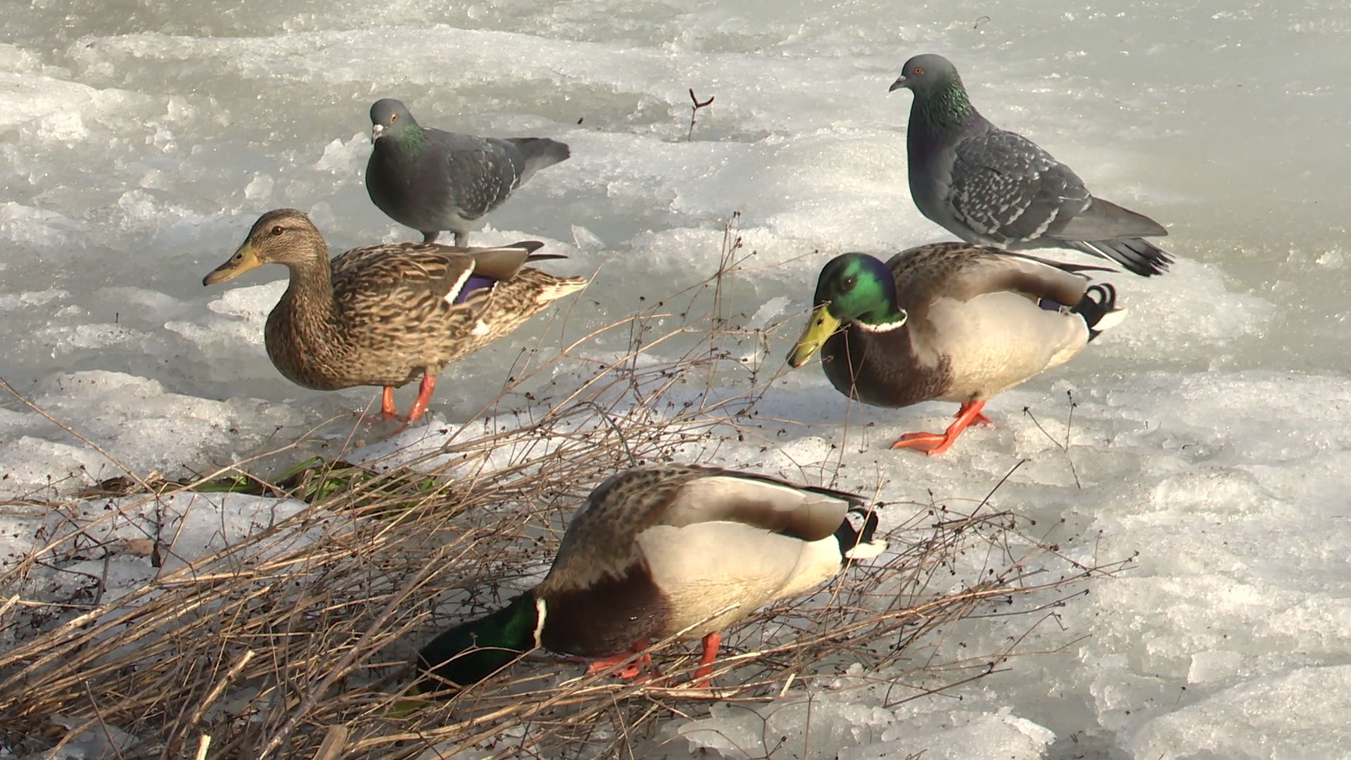 Реутов, парк, Фабричный пруд, огари, утки, кормление, возвращение пернатых,