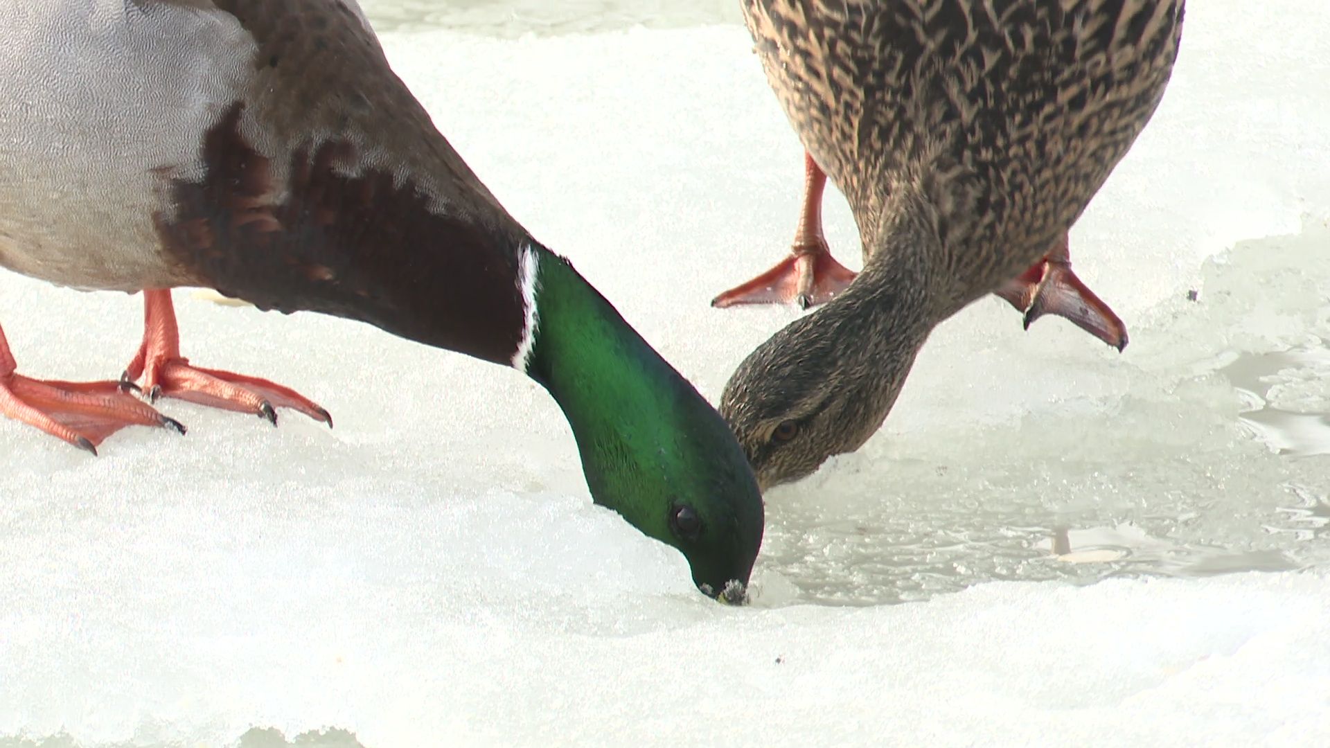 Реутов, парк, Фабричный пруд, огари, утки, кормление, возвращение пернатых,