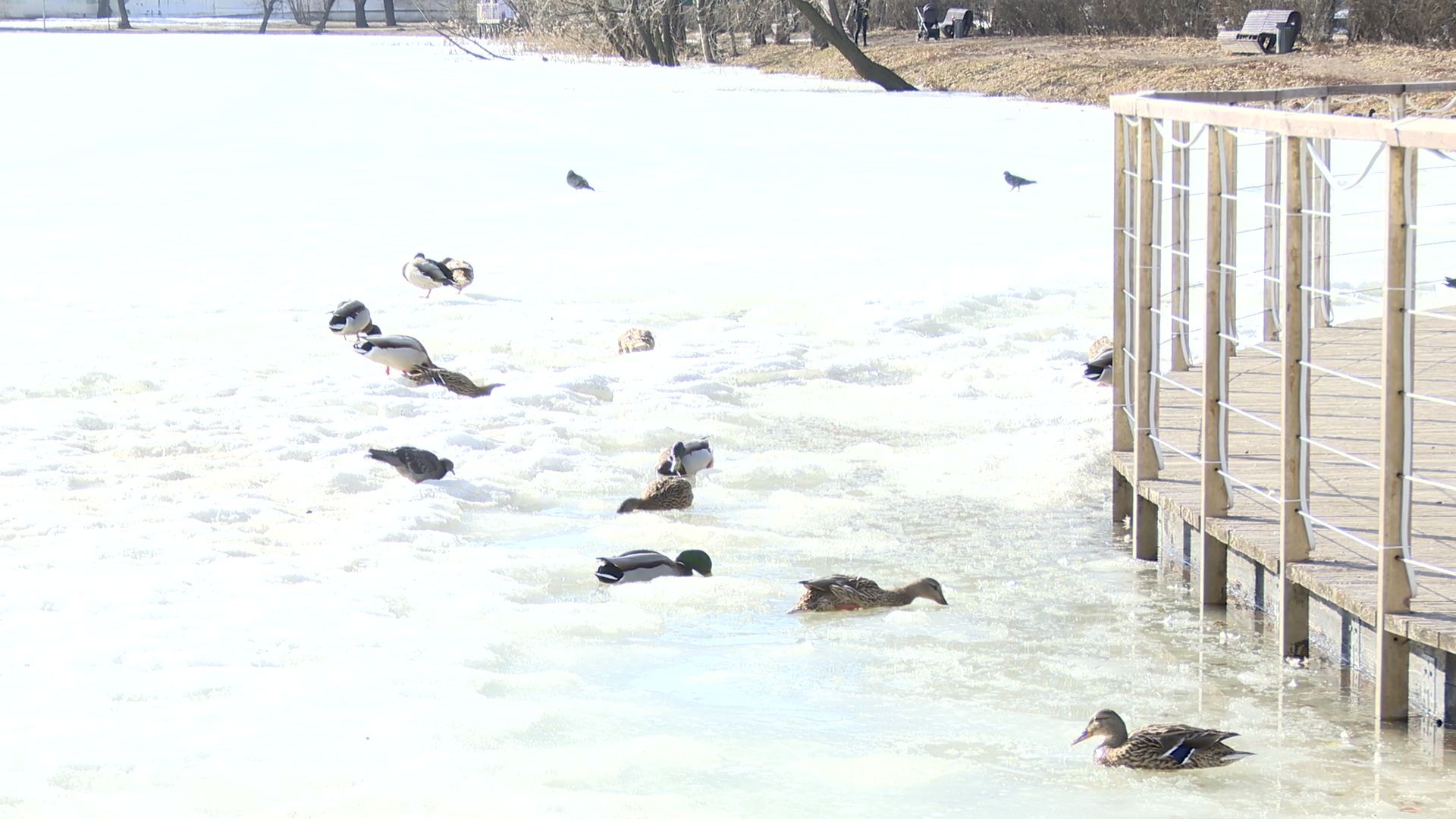 Реутов, парк, Фабричный пруд, огари, утки, кормление, возвращение пернатых,