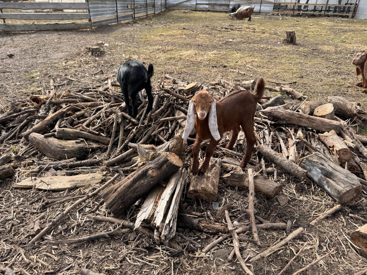 шаховская, фермер, козы, козлята,