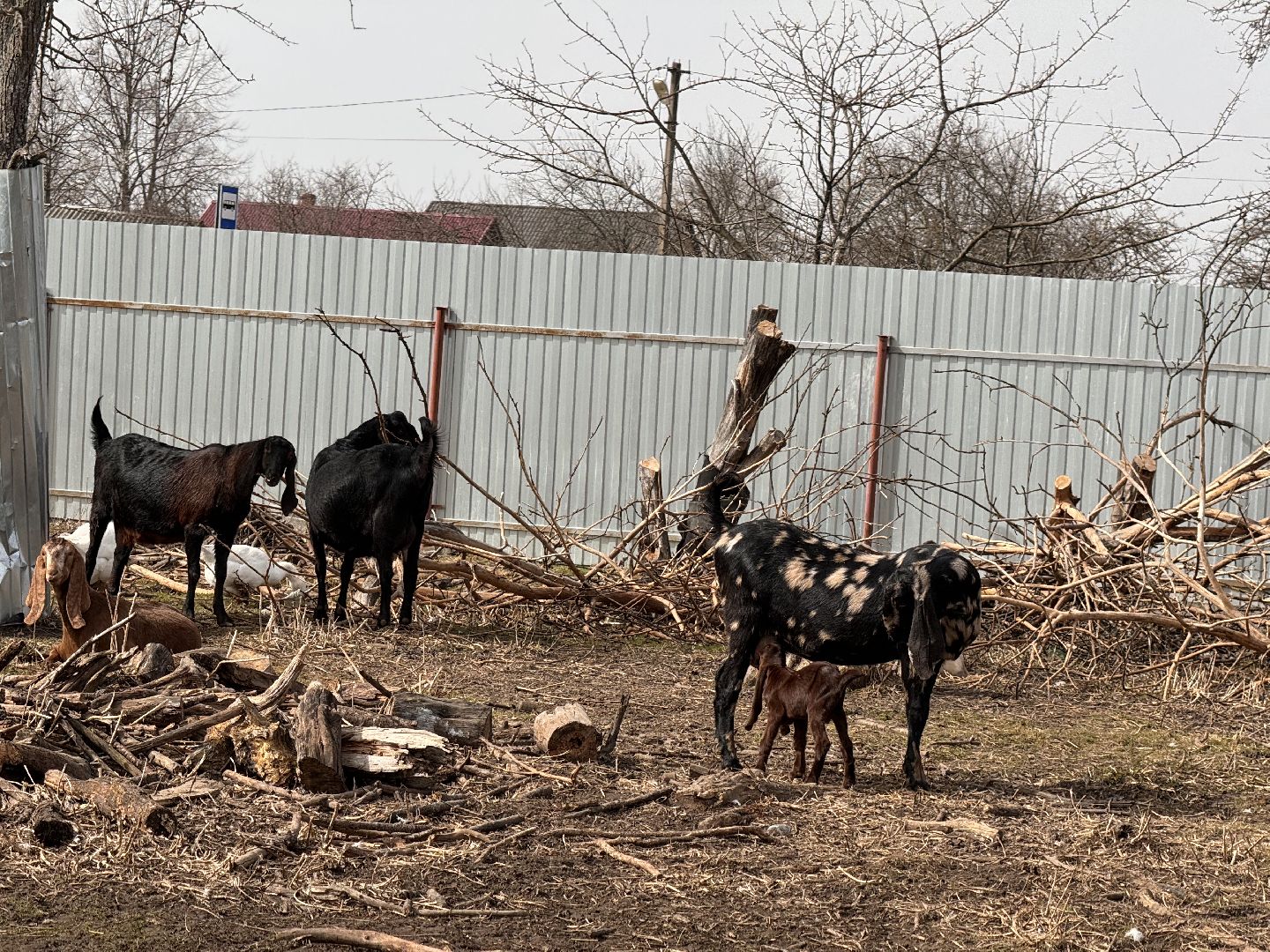 шаховская, фермер, козы, козлята,