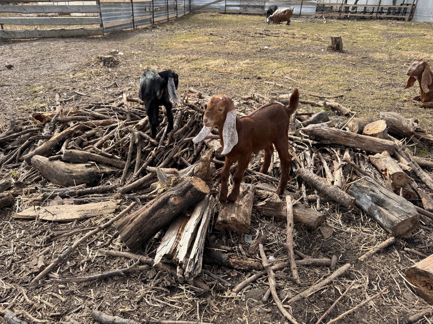 шаховская, фермер, козы, козлята,