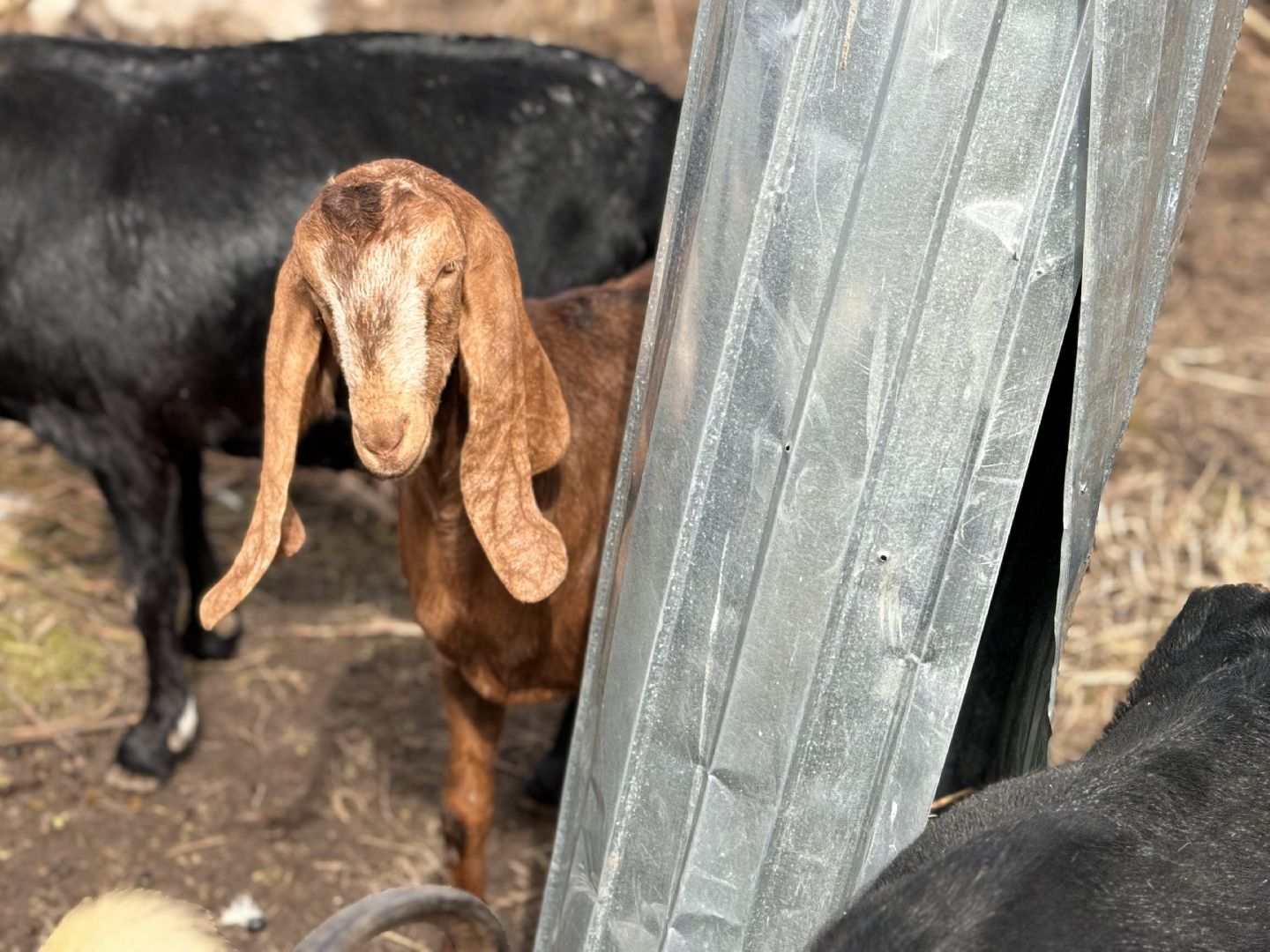 шаховская, фермер, козы, козлята,