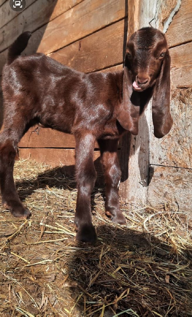 шаховская, фермер, козы, козлята,