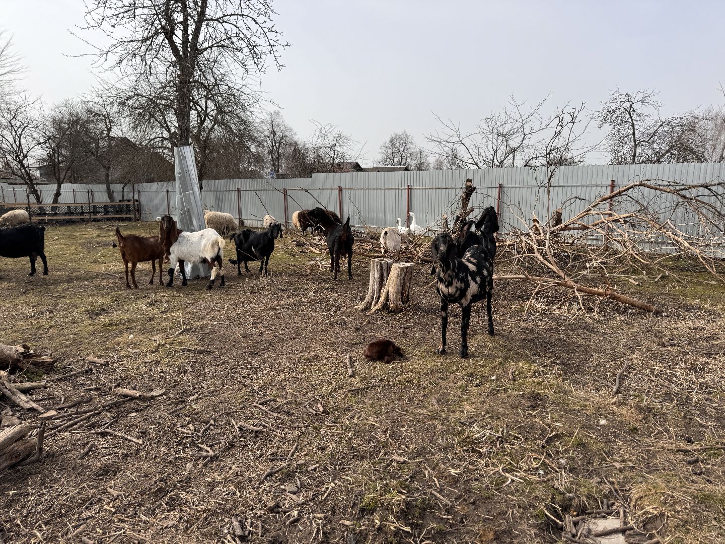 шаховская, фермер, козы, козлята,