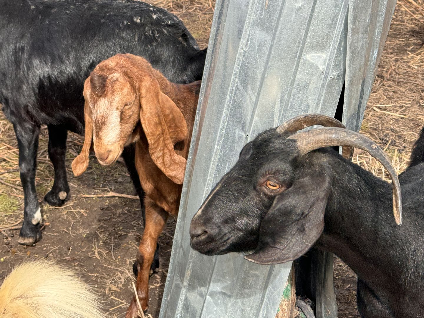 шаховская, фермер, козы, козлята,