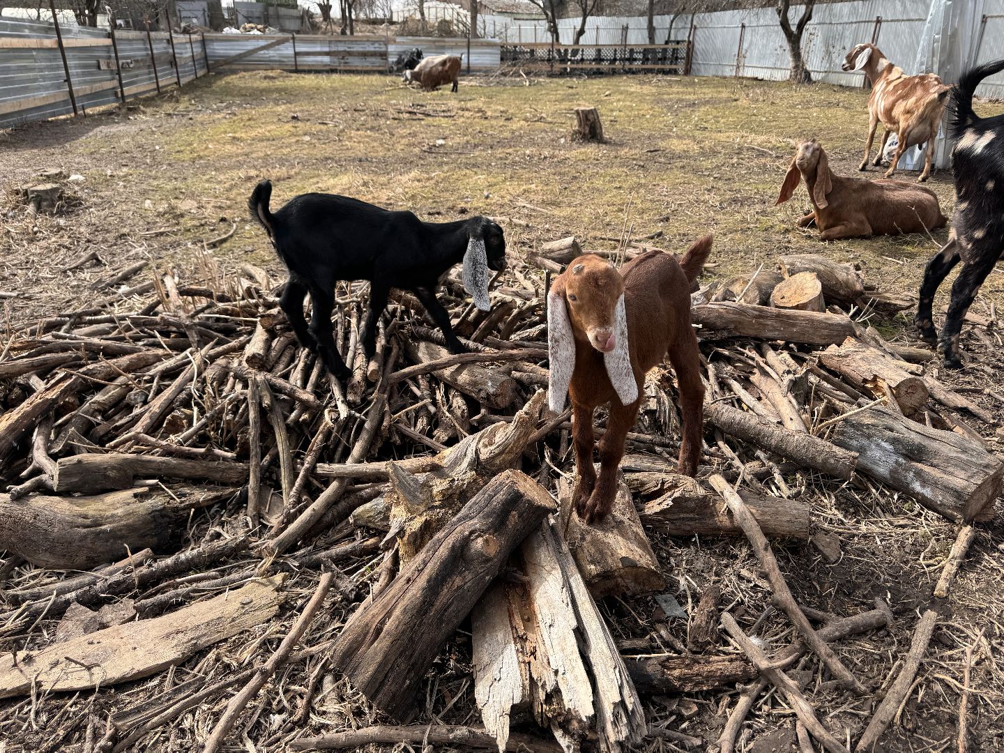 шаховская, фермер, козы, козлята,
