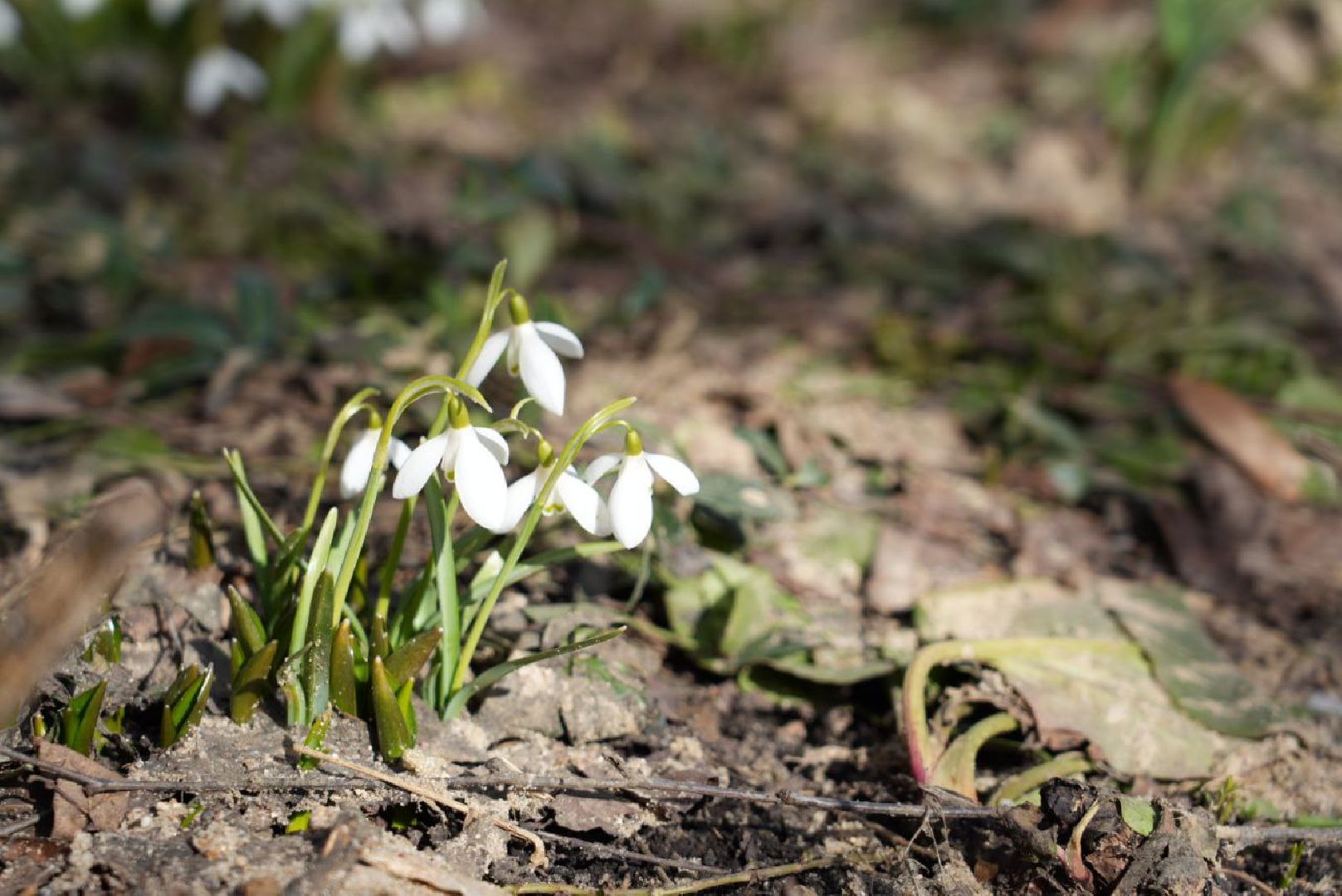 Весна, Природа, Подснежники, Сергиев Посад,