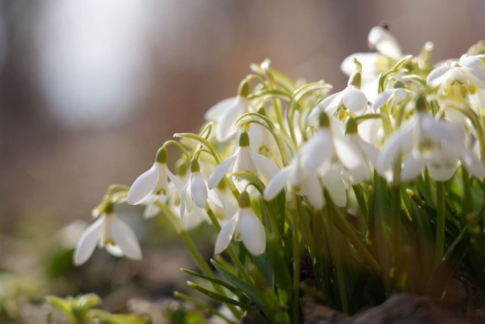 Весна, Природа, Подснежники, Сергиев Посад,
