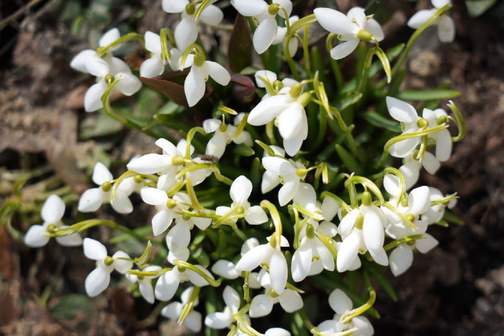 Весна, Природа, Подснежники, Сергиев Посад,