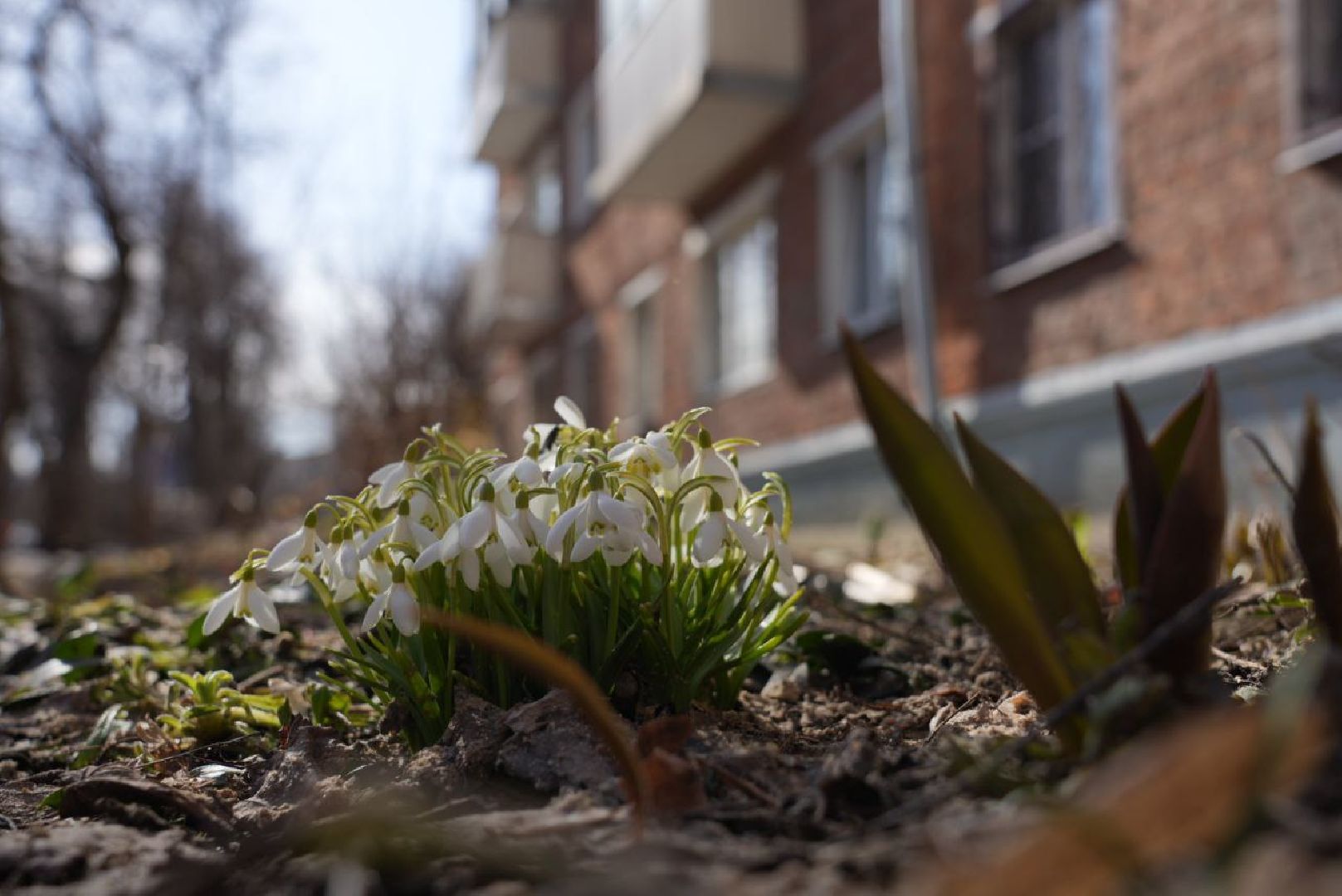 Весна, Природа, Подснежники, Сергиев Посад,