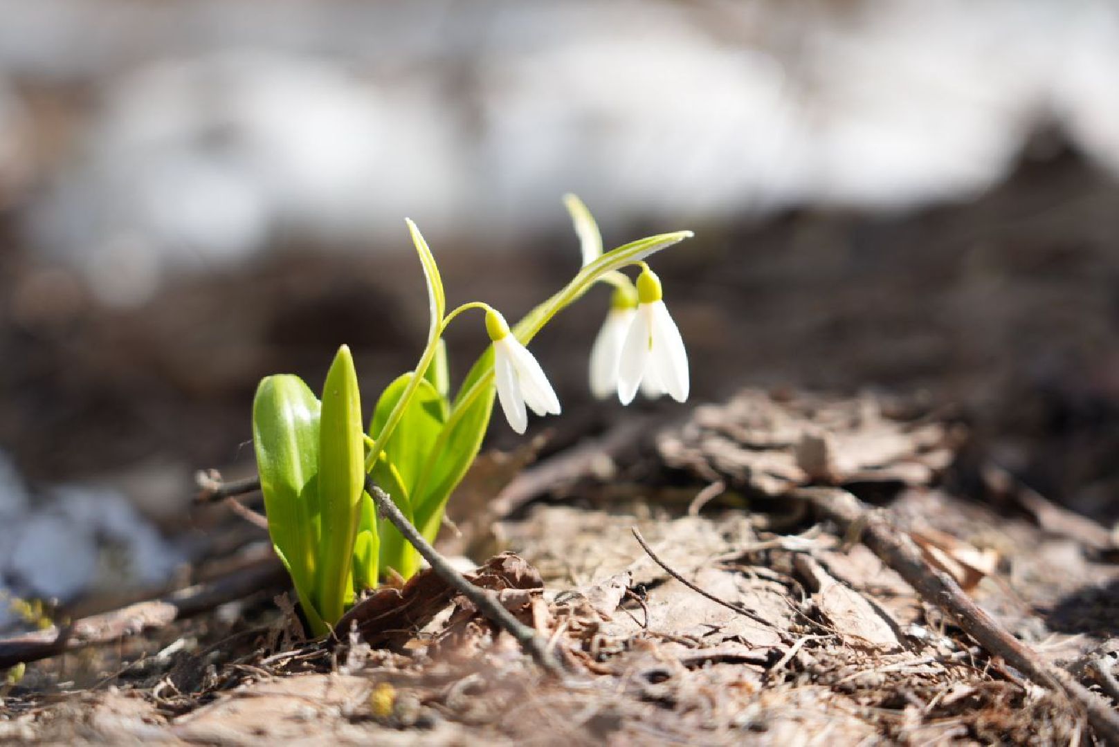 Весна, Природа, Подснежники, Сергиев Посад,