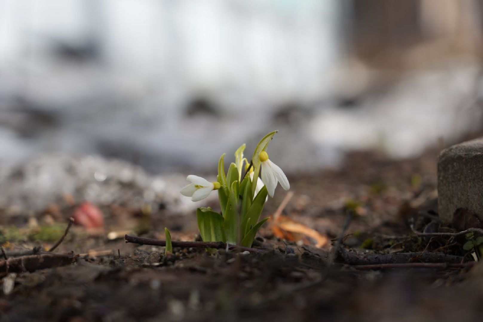 Весна, Природа, Подснежники, Сергиев Посад,