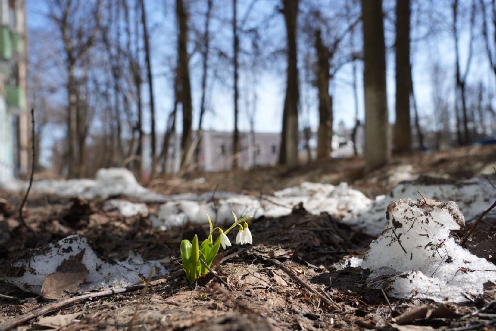 Весна, Природа, Подснежники, Сергиев Посад,
