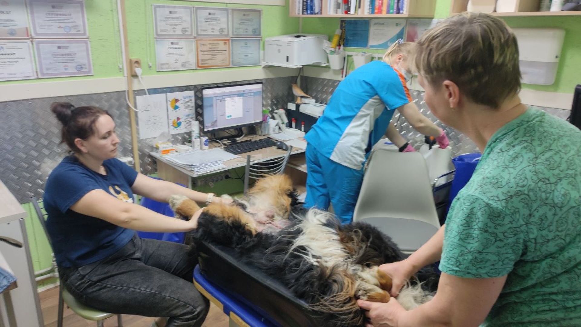 волоколамск, клещи,