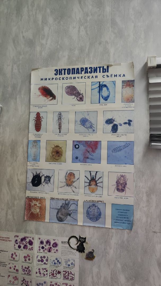 волоколамск, клещи,