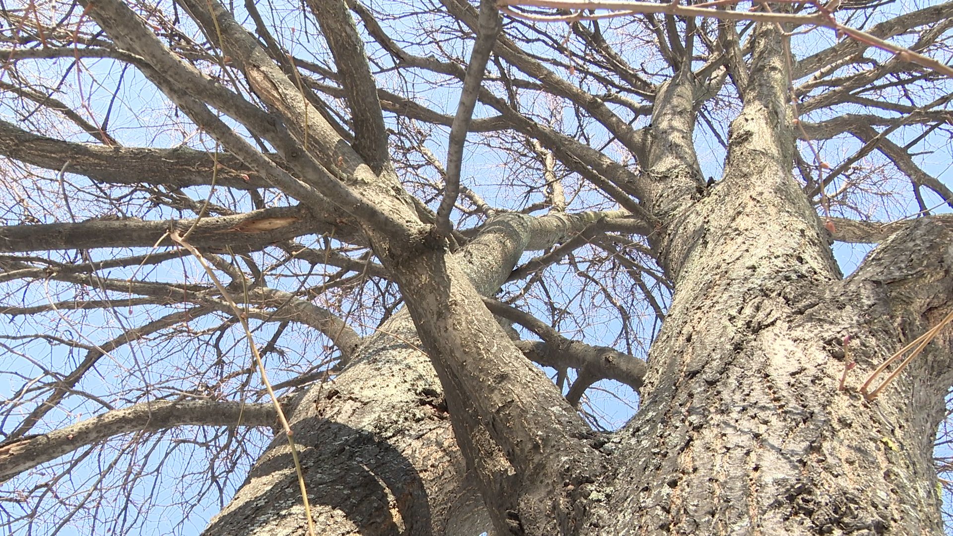 Реутов, благоустройство, уборка листвы, покраска деревьев, чистое подмосковье,