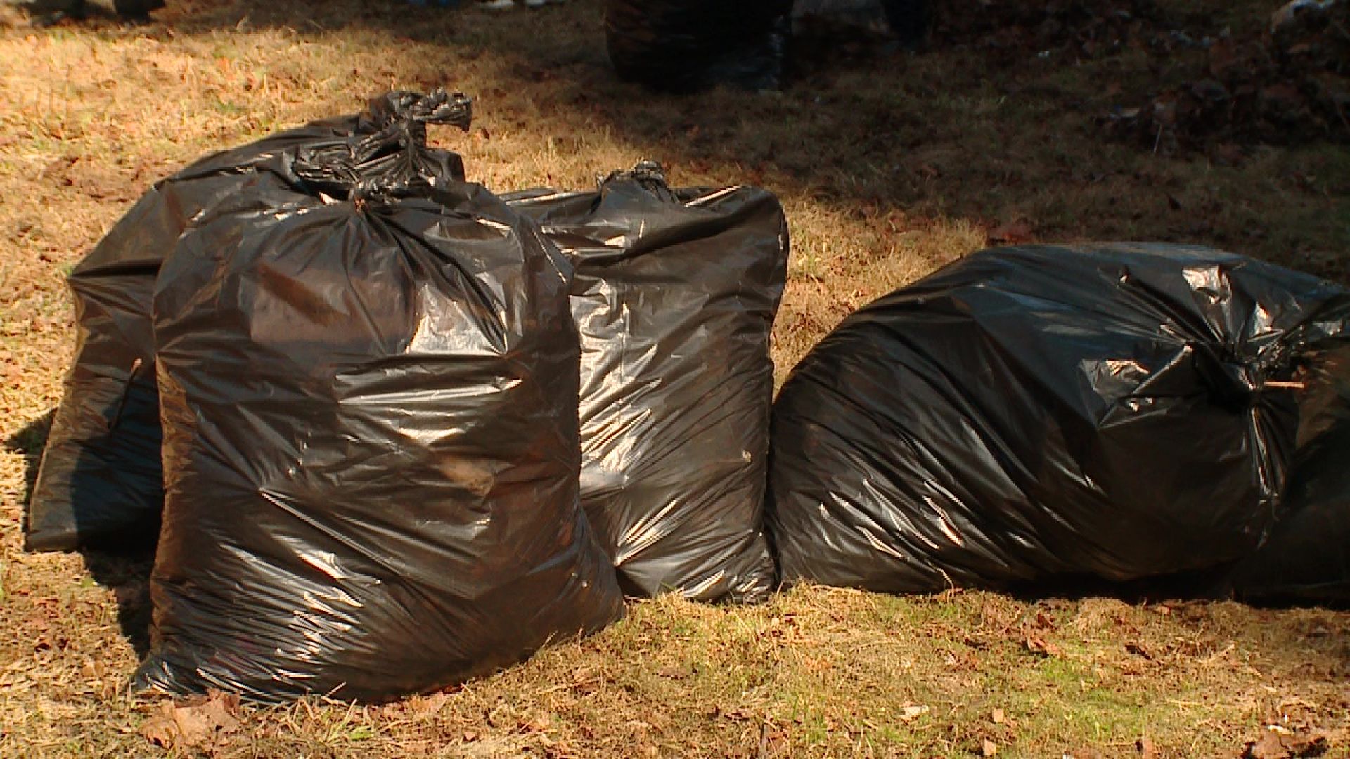 Реутов, благоустройство, уборка листвы, покраска деревьев, чистое подмосковье,