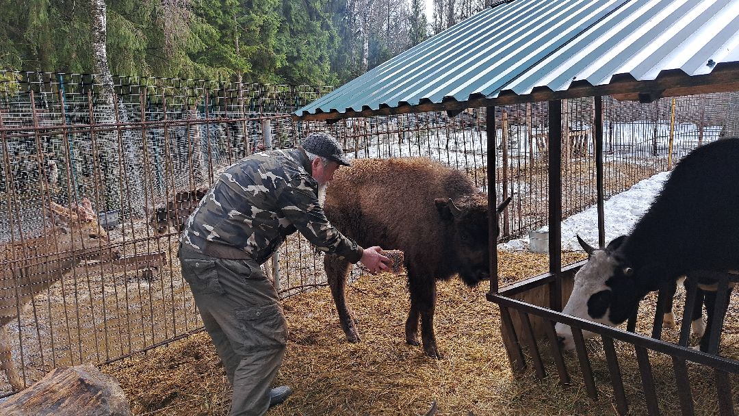 Зубр Оленья ферма Олени животные туризм