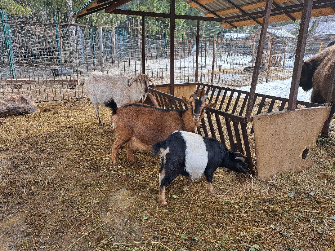 Зубр Оленья ферма Олени животные туризм